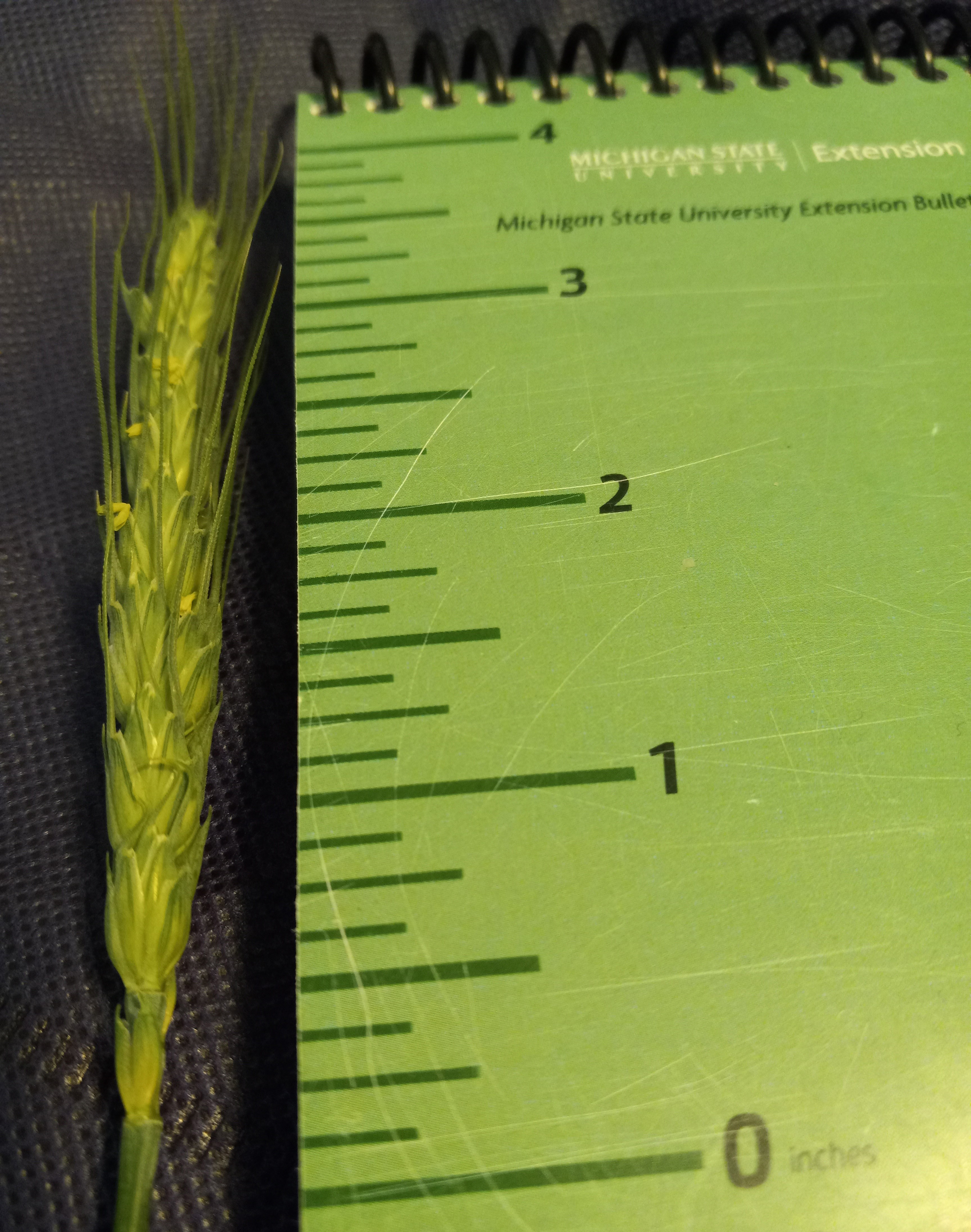 A wheat plant next to a ruler. The wheat is at 4 inches.